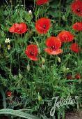 Papaver rhoeas